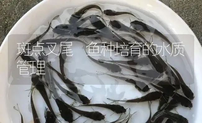 斑点叉尾鮰鱼种培育的水质管理 | 淡水养殖