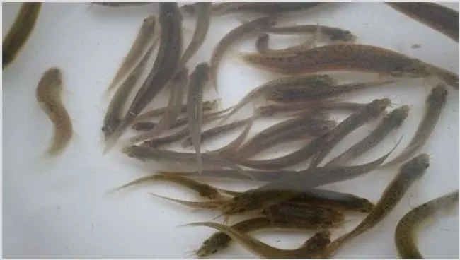 如何提高泥鳅的成活率？养泥鳅注意事项 | 养殖知识