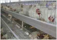 秋季蛋鸡常见病防控措施 | 养殖动物技术
