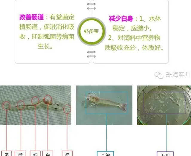 虾多宝在南美白对虾养殖过程中的作用介绍