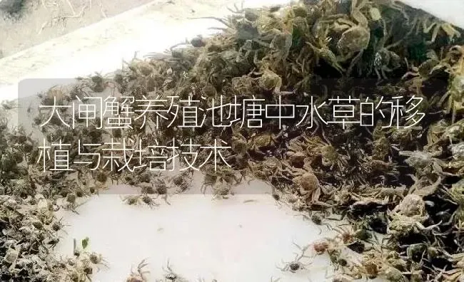 大闸蟹养殖池塘中水草的移植与栽培技术 | 淡水养殖