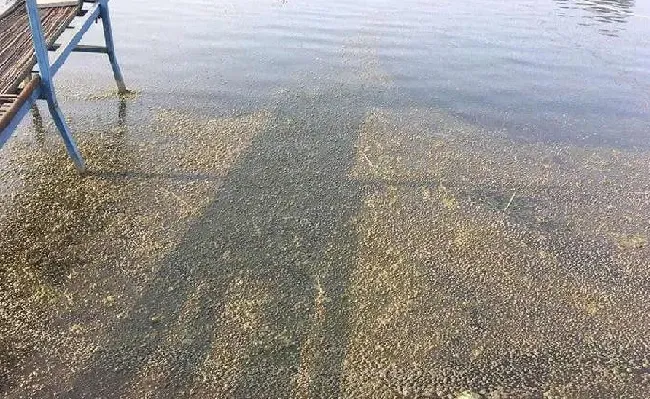 【鱼虾专题】高温期阴雨天对池塘的影响及应对措施