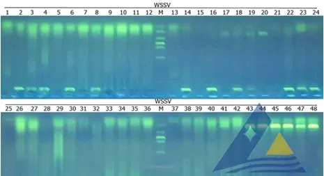 [每周一例]连日暴雨后，对虾发生白斑综合征