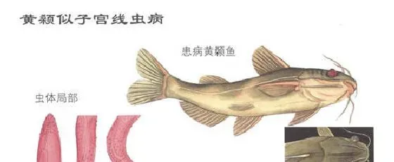 黄颡鱼子宫线虫病症状及防治技术