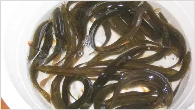 如何提高泥鳅的成活率？养泥鳅注意事项 | 养殖知识