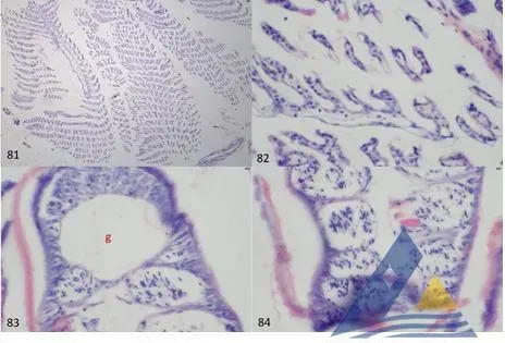 [每周一例]连日暴雨后，对虾发生白斑综合征