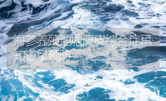 海参养殖池塘腐皮综合症早知道早预防 | 海水养殖