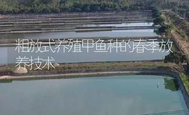粗放式养殖甲鱼种的春季放养技术 | 淡水养殖