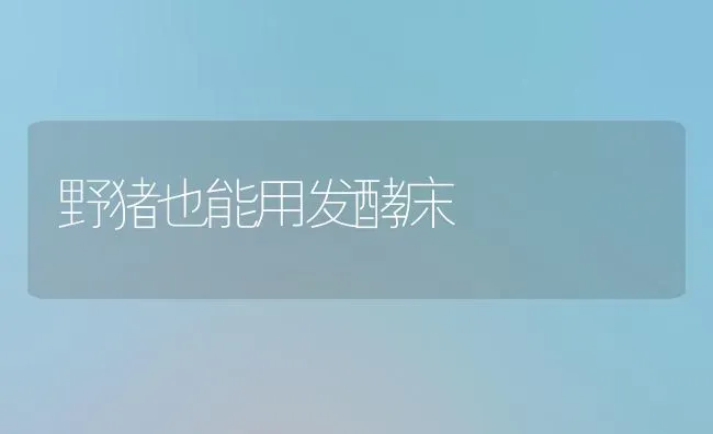 野猪也能用发酵床 | 家畜养殖