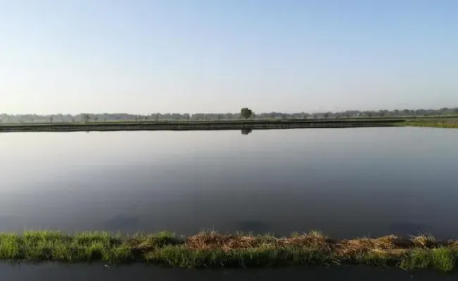 稻田养殖小龙虾的水草种植与养护方法