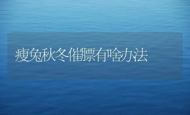 瘦兔秋冬催膘有啥办法 | 家畜养殖