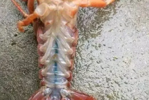 警惕！近期小龙虾尾部出现水泡， 死亡严重！养殖户要小心！