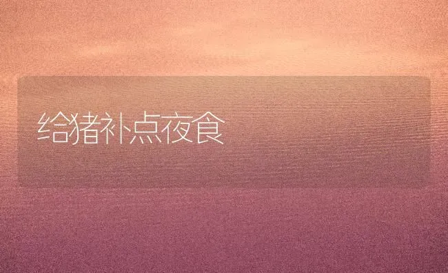 给猪补点夜食 | 家畜养殖
