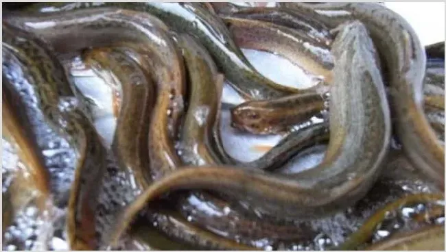 如何提高泥鳅的成活率？养泥鳅注意事项 | 养殖知识