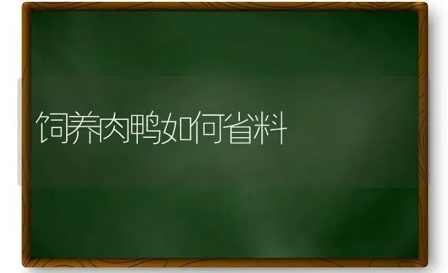 饲养肉鸭如何省料 | 家禽养殖