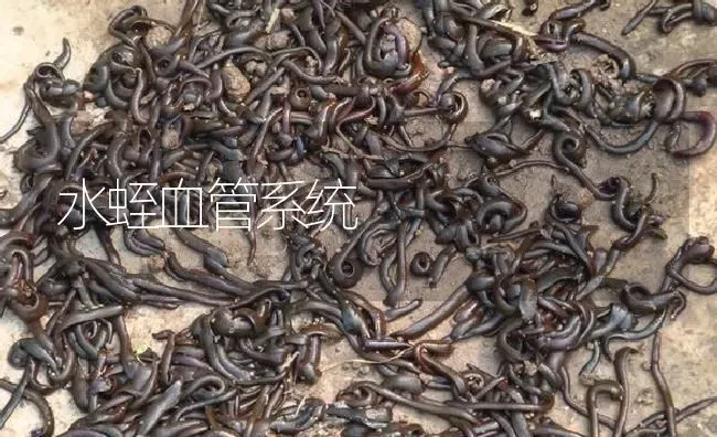 水蛭血管系统 | 特种养殖