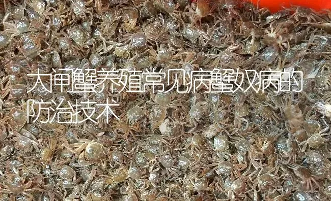 大闸蟹养殖常见病蟹奴病的防治技术 | 淡水养殖