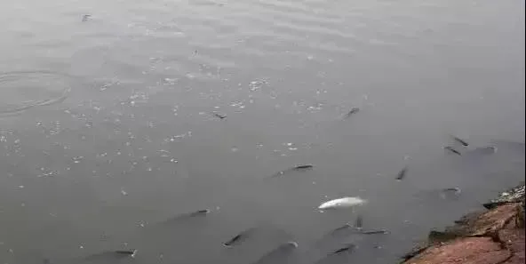 阴雨天鱼塘缺氧现象犹应重视：阴雨天引发缺氧的原因和应对措施