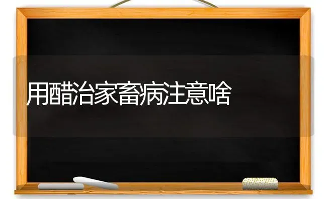 用醋治家畜病注意啥 | 家畜养殖