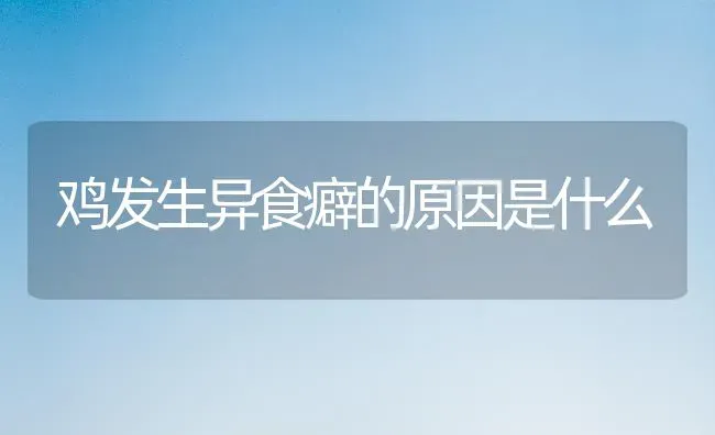 鸡发生异食癖的原因是什么 | 家禽养殖