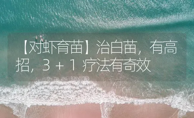 【对虾育苗】治白苗，有高招，3+1疗法有奇效 | 海水养殖