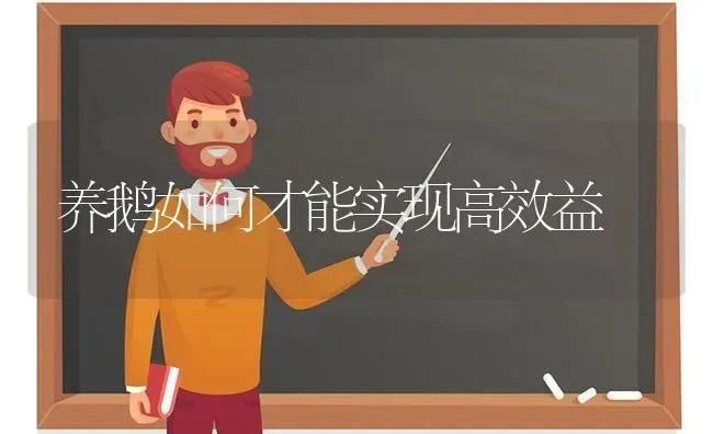 养鹅如何才能实现高效益 | 家禽养殖