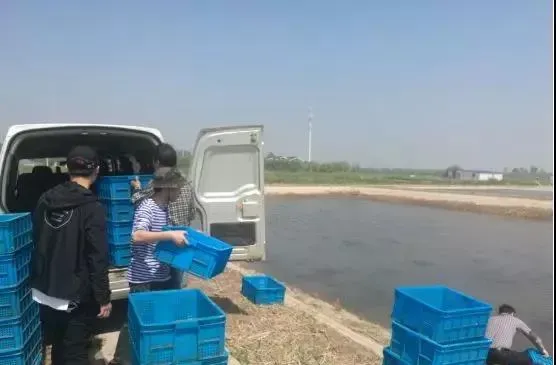 小龙虾池塘养殖之湖南模式