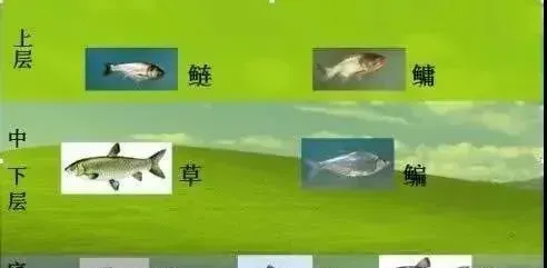 成品鱼养殖的苗种放养密度！没有公式或者标准来套用！