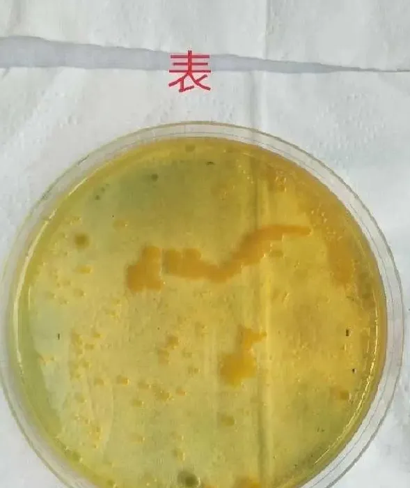 今年常温采苗不易，大规模幼体下沉现象，为啥？