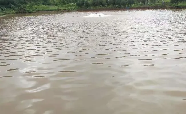 鳜鱼池塘浑水的处理建议