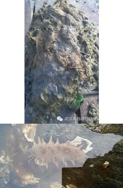 海参圈养殖过程中病害发生原因分析及处理方法