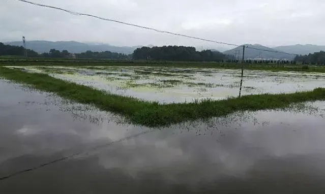 稻虾连作共生技术之小龙虾养殖稻田怎么选择？