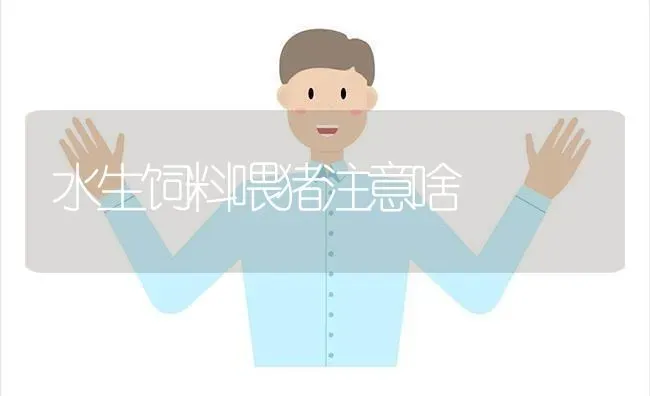 水生饲料喂猪注意啥 | 家畜养殖