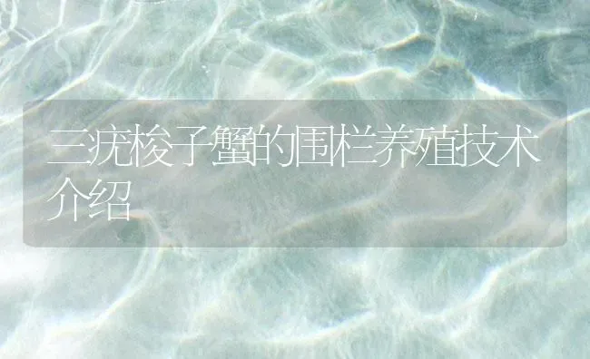 三疣梭子蟹的围栏养殖技术介绍 | 海水养殖