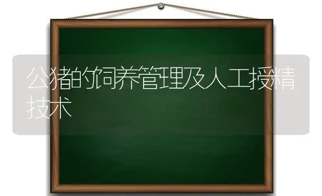 公猪的饲养管理及人工授精技术 | 家畜养殖