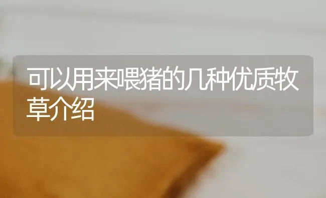 可以用来喂猪的几种优质牧草介绍 | 家畜养殖