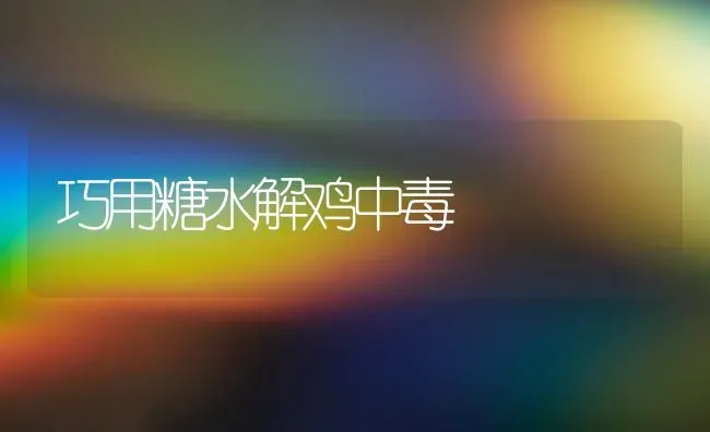 巧用糖水解鸡中毒 | 家禽养殖