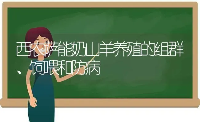 西农萨能奶山羊养殖的组群、饲喂和防病 | 家畜养殖