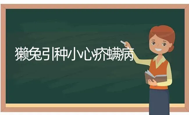 獭兔引种小心疥螨病 | 家畜养殖