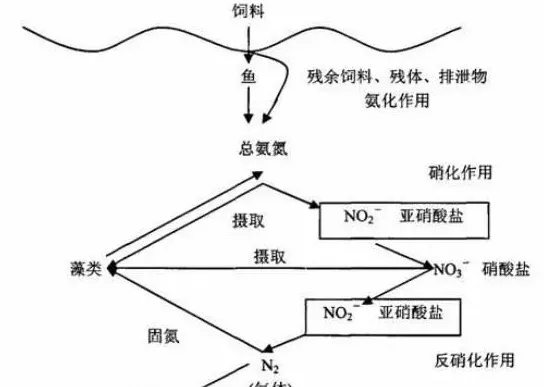 夏季高温季节池塘氨氮亚硝酸盐高了怎么办？