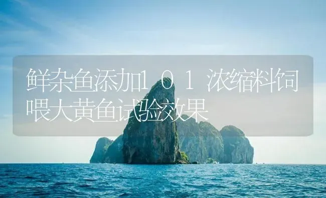 鲜杂鱼添加101浓缩料饲喂大黄鱼试验效果 | 海水养殖