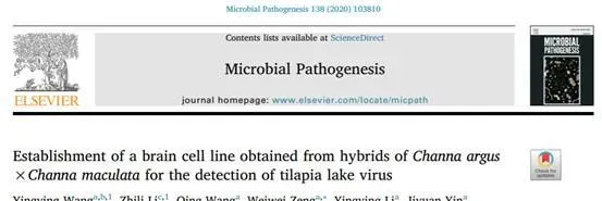 论文解读—杂交鳢脑细胞系用于罗非鱼湖病毒的检测