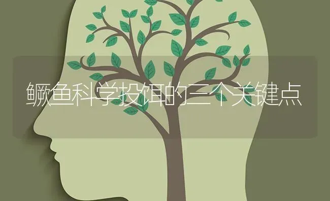 鳜鱼科学投饵的三个关键点 | 淡水养殖