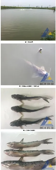 斑点叉尾鮰鱼种感染小瓜虫大量死亡