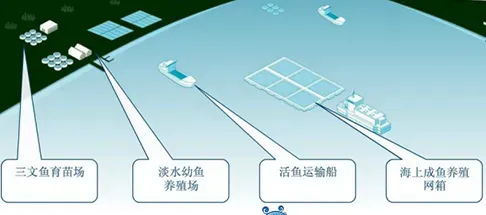 如何让三文鱼养殖户赢在起跑线？