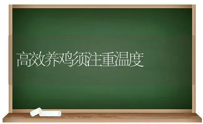 高效养鸡须注重温度 | 家禽养殖