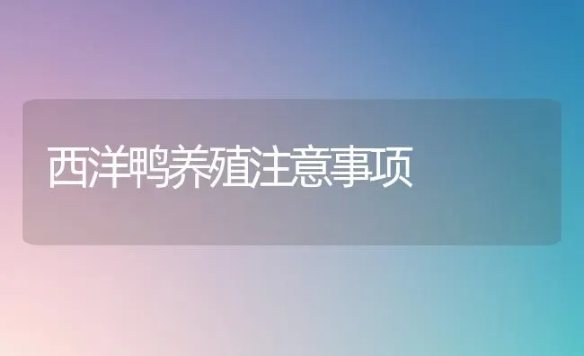 西洋鸭养殖注意事项 | 家禽养殖