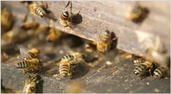 蜜蜂病虫害预防与治疗技术 | 养殖疾病