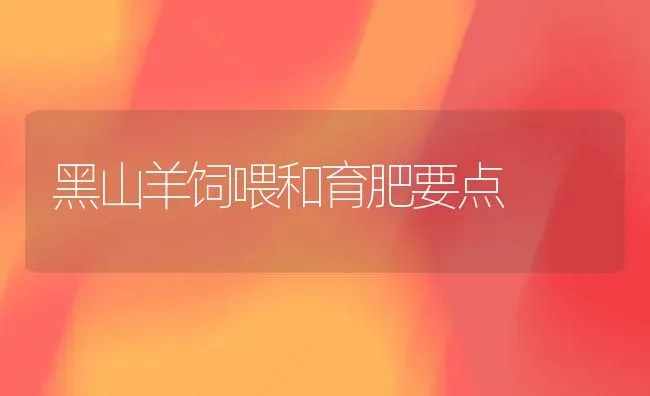 黑山羊饲喂和育肥要点 | 家畜养殖