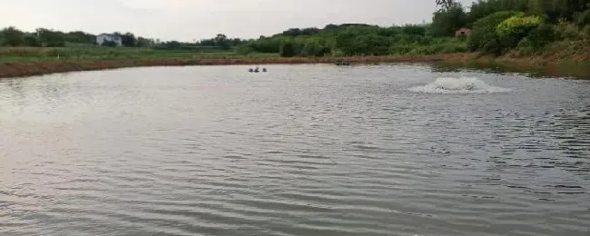 鳜鱼池塘浑水的处理建议